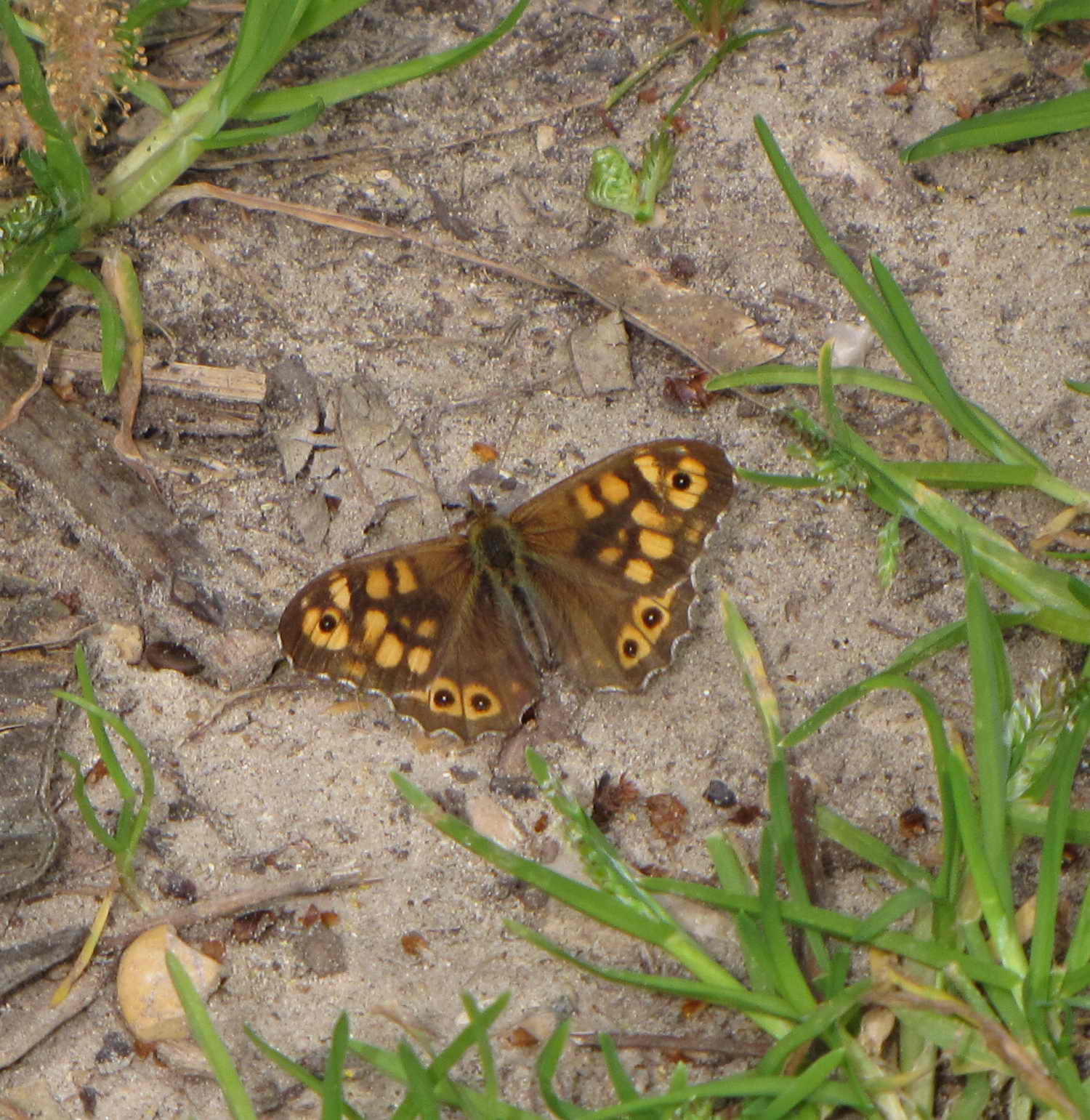 Pararge aegeria (maschio)